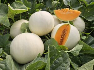 Melone Mielir Hm.Clause