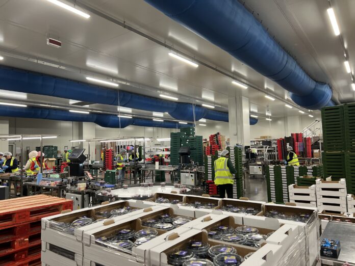 Magazzino Verona - frutti rossi_3
