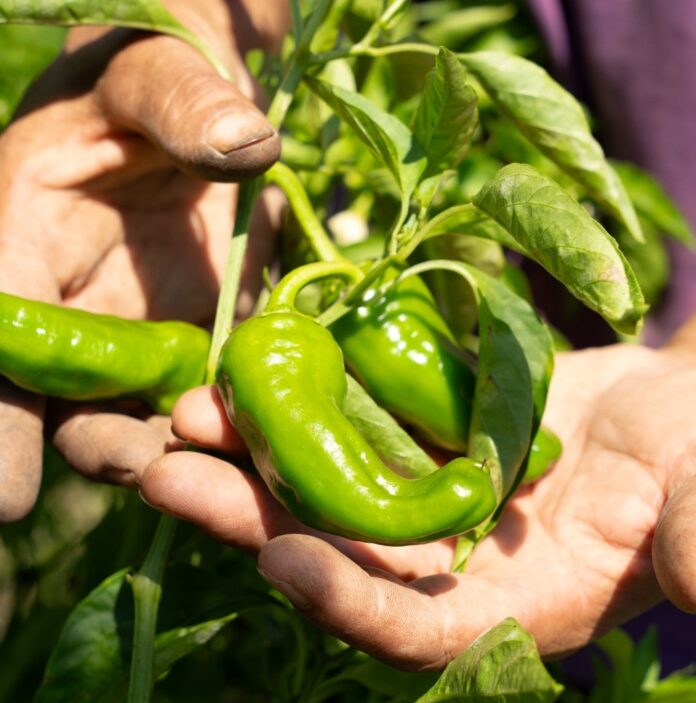 PEPERONCINO_Fiume Un prodotto identitario