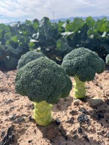 Broccoli Pretorian Hm.Clause
