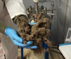 Lavorazione degli scarti della radice di liquirizia