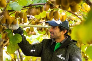Jingold, raccolta kiwi in autunno