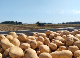 Anche le patate hanno subito gli effetti del caldo estremo