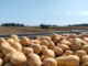 Anche le patate hanno subito gli effetti del caldo estremo