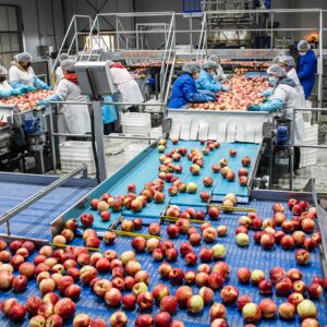 Operatori al lavoro sulla linea di selezione e confezionamento della frutta per preservare la qualità grazie alle soluzioni di innovazione post-raccolta