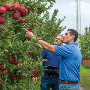 Tecnici AgroFresh in frutteto valutano la maturazione delle mele con supporto digitale per ottimizzare l'innovazione post-raccolta