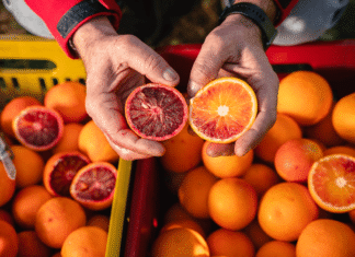 Mammarancia, l’e-commerce bio siciliano conquista i mercati europei Arancia rossa bio Mammarancia