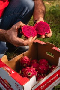 Dragon Fruit bio (@Mammarancia)