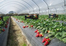 Fragole Apofruit a marchio Solarelli