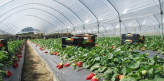 Fragole Apofruit a marchio Solarelli