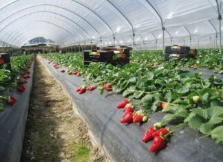 Fragole Apofruit a marchio Solarelli