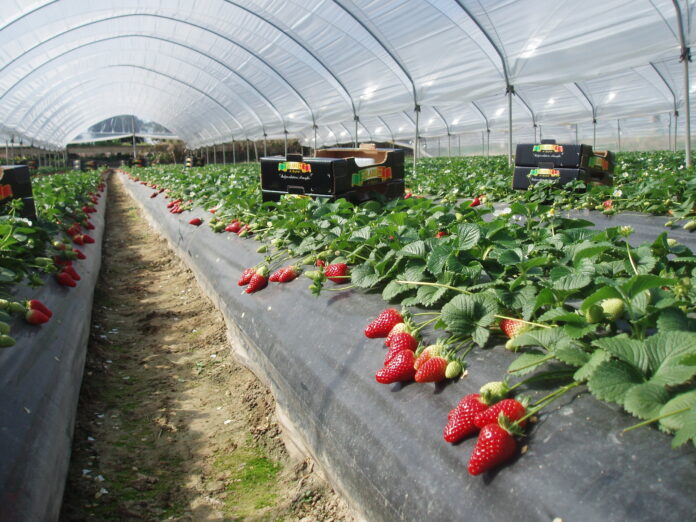 Fragole Apofruit a marchio Solarelli