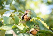 Noci di Romagna, al via la raccolta: New Factor porta i consumatori in filiera Con la tradizionale Giornata della noce New Factor celebra l'inizio della raccolta delle noci di Romagna