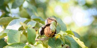 Con la tradizionale Giornata della noce New Factor celebra l'inizio della raccolta delle noci di Romagna