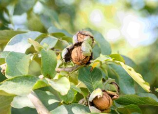 Con la tradizionale Giornata della noce New Factor celebra l'inizio della raccolta delle noci di Romagna