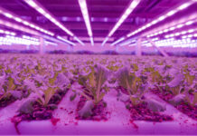 Planet Farms, packaging monomateriale compostabile e piano di espansione in Europa e Usa Una delle camere di crescita dell'impianto di vertical farming, a Cirimido, di Planet Farms