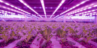 Una delle camere di crescita dell'impianto di vertical farming, a Cirimido, di Planet Farms