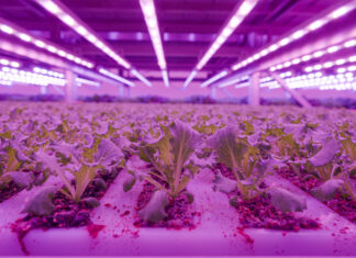 Una delle camere di crescita dell'impianto di vertical farming, a Cirimido, di Planet Farms