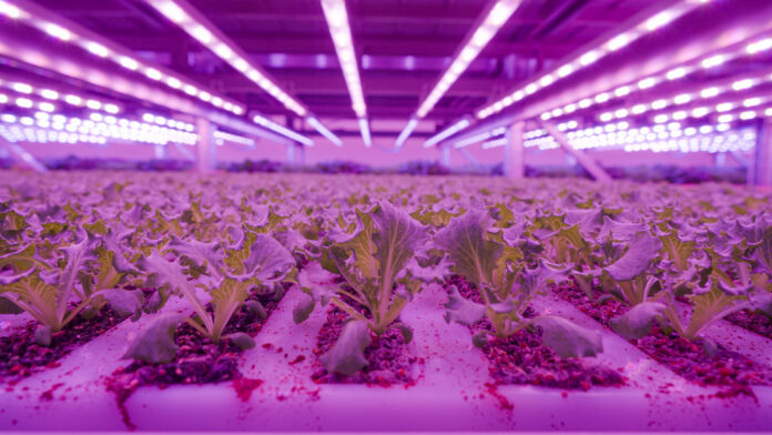 Una delle camere di crescita dell'impianto di vertical farming, a Cirimido, di Planet Farms