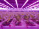 Una delle camere di crescita dell'impianto di vertical farming, a Cirimido, di Planet Farms