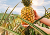Ananas Del Monte lnea Honeyglow