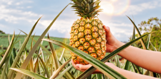 Ananas Del Monte lnea Honeyglow