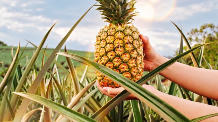 Ananas Del Monte lnea Honeyglow