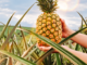 Ananas Del Monte lnea Honeyglow