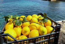 Limone della Piana di Bagheria, il nuovo Presidio Slow Food tutela una filiera storica Limone della Piana di Bagheria, un presidio Slow Food