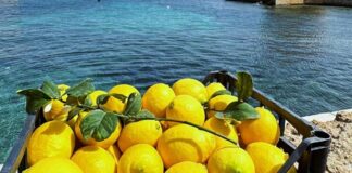 Limone della Piana di Bagheria, un presidio Slow Food