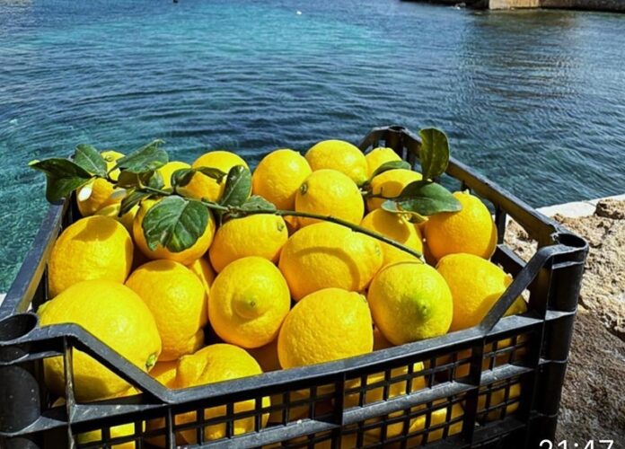 limone bagheria Limone della Piana di Bagheria, un presidio Slow Food