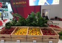 Esasem debutta in Spagna con quattro peperoni California