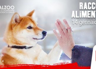 Maxi Zoo e Balzoo: raccolti più di 22.000 kg di cibo per cani e gatti bisognosi