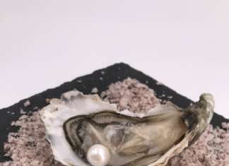 I love Ostrica
