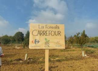 Foresta Carrefour: 150 alberi piantumati in Emilia Romagna