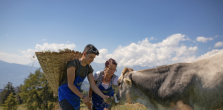 Due persone nutrono una mucca al pascolo di montagna con fieno fresco, rappresentando la produzione sostenibile del Latte Fieno in un ambiente naturale alpino