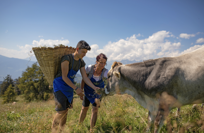 Due persone nutrono una mucca al pascolo di montagna con fieno fresco, rappresentando la produzione sostenibile del Latte Fieno in un ambiente naturale alpino