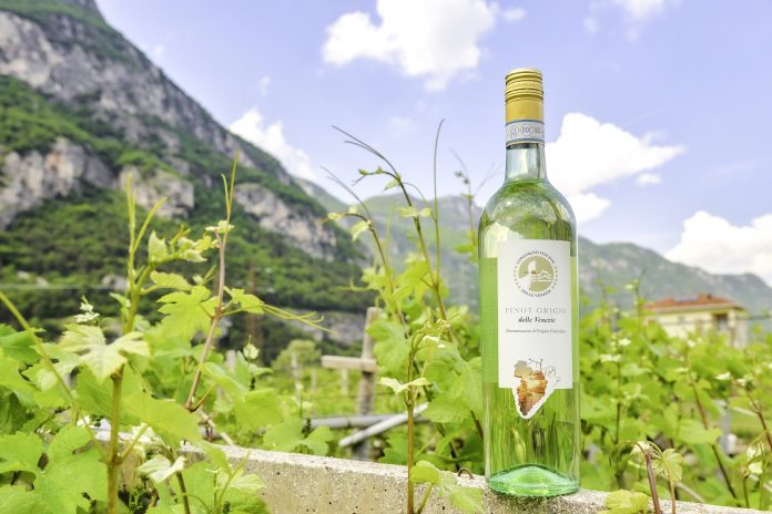 Pinot grigio delle Venezie 2025 Una bottiglia di vino Pinot grigio delle Venezie con etichetta DOC Delle Venezie in primo piano, posizionata su un muretto in un vigneto lussureggiante. Sullo sfondo si distinguono montagne verdi e un cielo azzurro con nuvole bianche, tipico del paesaggio del Triveneto