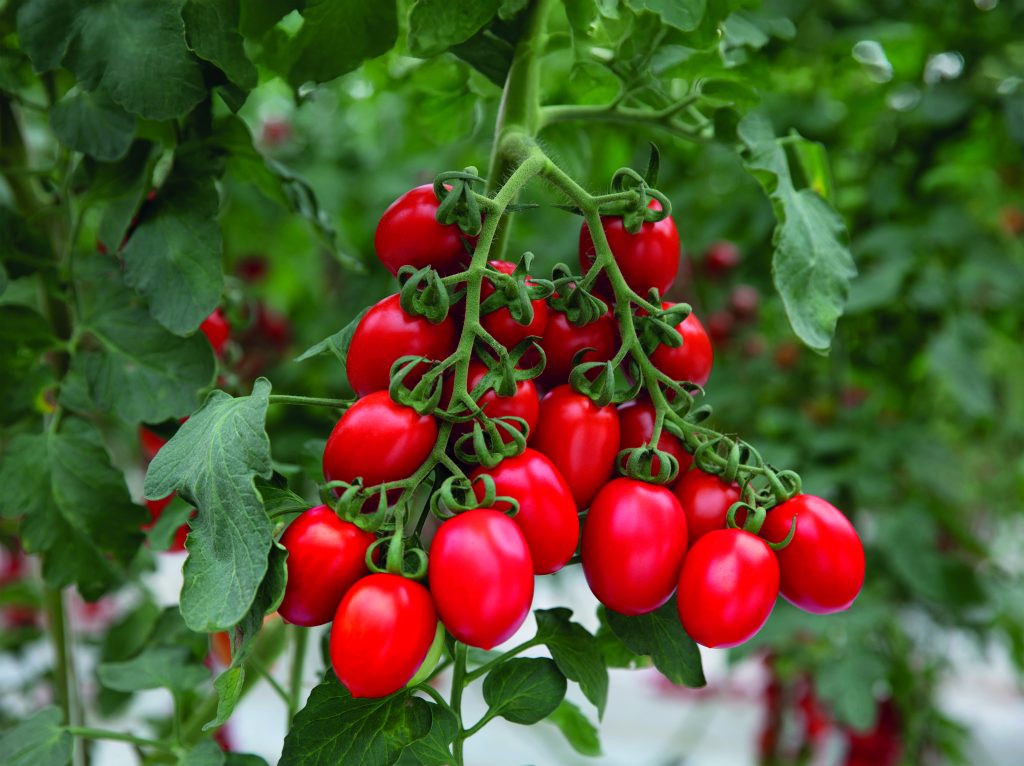 Grappolo di pomodori datterini della varietà Malizioso sulla pianta, una delle novità di Cora Seeds a Marca 2026.