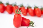 Cora Seeds a Marca 2026 con la ricerca varietale per la Gdo Varietà di pomodoro datterino Malizioso presentata da Cora Seeds a Marca 2026