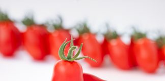 Varietà di pomodoro datterino Malizioso presentata da Cora Seeds a Marca 2026