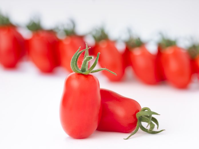 Varietà di pomodoro datterino Malizioso presentata da Cora Seeds a Marca 2026