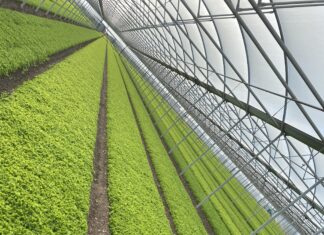 Forme, colori e resistenza arricchiscono la IV Gamma di Cora Seeds