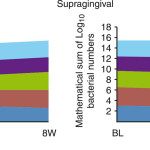Batteri probiotici per la terapia parodontale