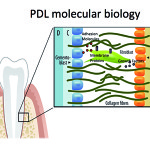 Periostina, un nuovo fattore determinante per l’integrità parodontale