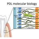 Periostin, a novel determinant of periodontal integrity