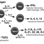 Il ruolo del sistema immunitario nella patogenesi delle malattie infiammatorie del cavo orale