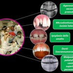 Anomalie dentali nei pazienti sindromici