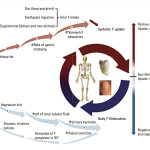 Modalità e quantità di assunzione di fluoro in bambini residenti in diversi contesti geografici