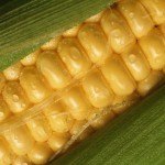 Tumore del cavo orale: stato nutrizionale dei pazienti